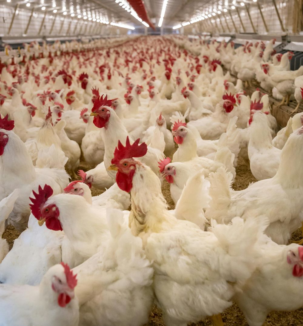 Pollos de Uruguay al mundo.