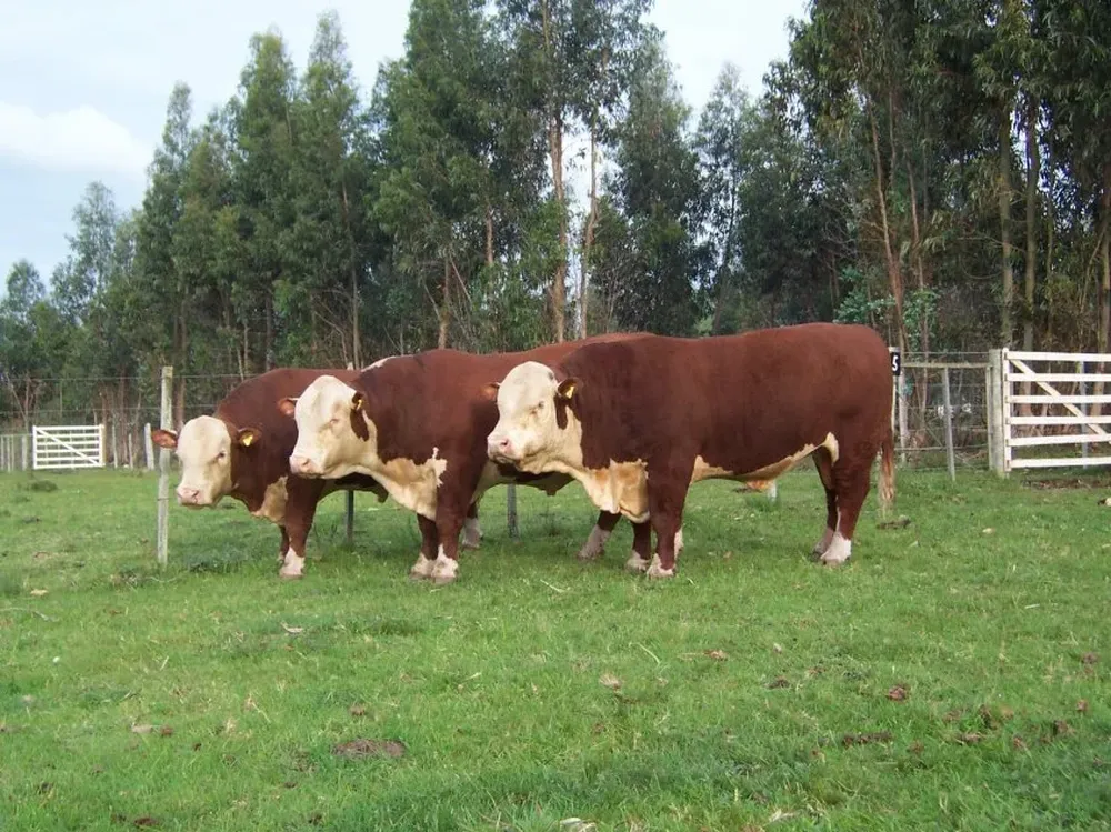 La muestra de machos Hereford será calificada el sábado 12 de mayo en Paysandú