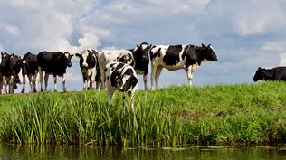 Productores de diversos rubros de la ganadería y de todo el país pueden inscribirse con base en los requisitos y prioridades que se informaron.