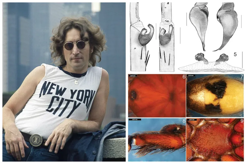 John Lennon junto a las imágenes científicas descriptivas de la especie de araña que lleva su nombre