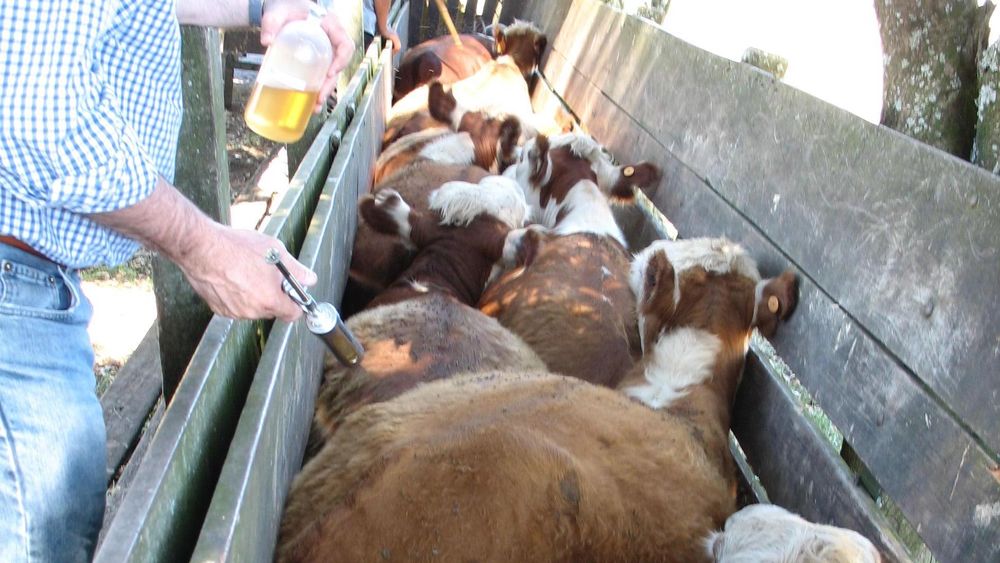 Federación Rural advirtió sobre el riesgo de un uso inadecuado de los productos veterinarios.