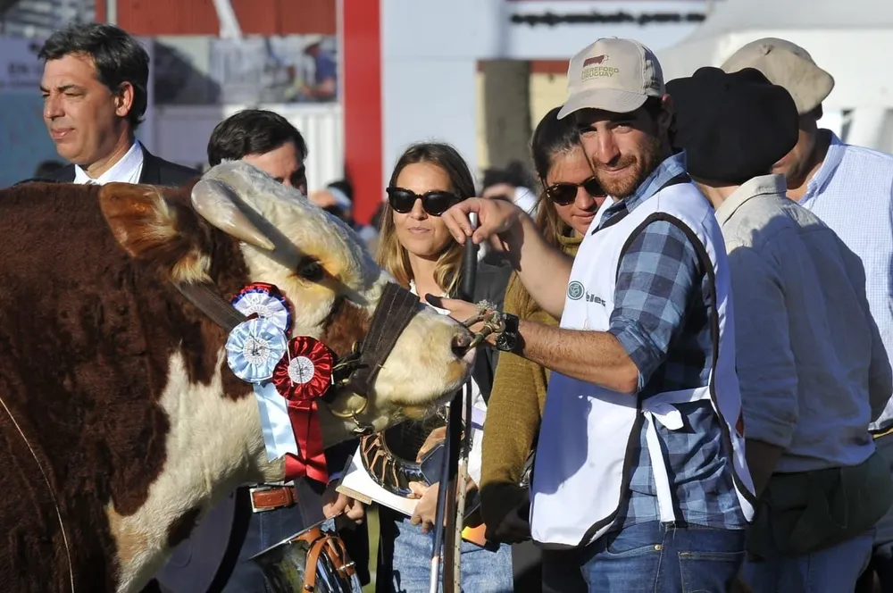 Gran Campeón astado en la pista del Hereford en la Expo Prado 2022