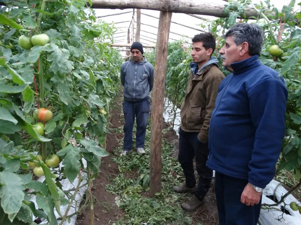 Gonzalo, Facundo y Juan Carlos, tres generaciones de una familia de horticultores que no baja los brazos.
