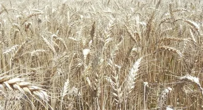 El Observador | El área sembrada alcanzó las 462 mil hectáreas
