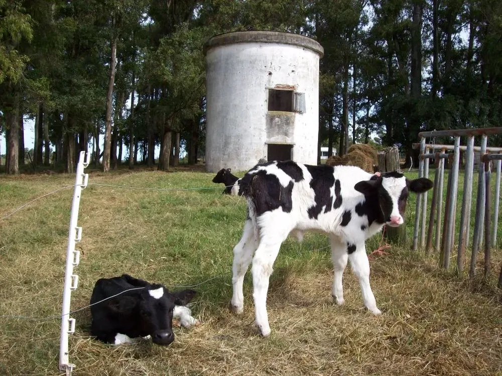 Se puede valorizar a un animal que muchas veces se descarta