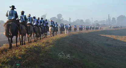 En la Marcha de Oro participaron 89 animales de 13 departamentos y 68 cabañas