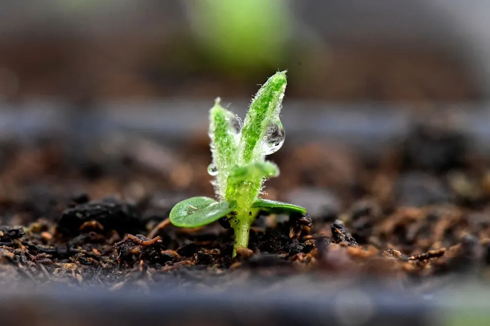 El medio ambiente busca ser protegido.