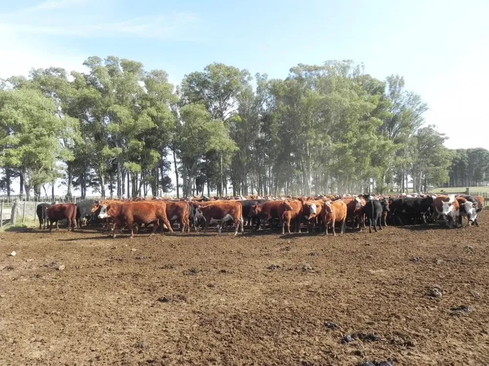 El sector anhela, y lo precisa, un segundo semestre como el de 2014.