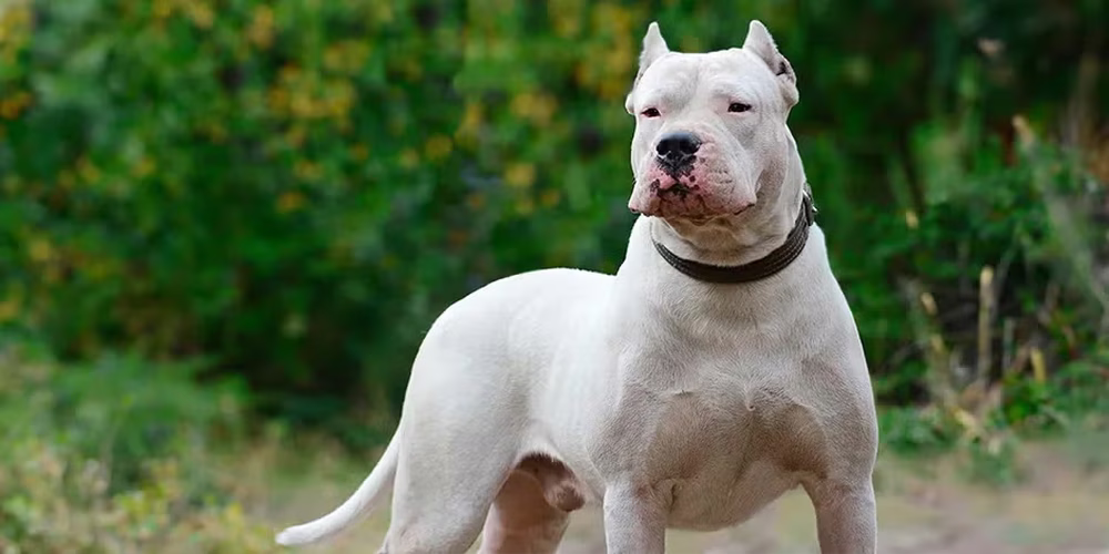 DOGO ARGENTINO940X470 1 TEMPERAMENTO.png.avif