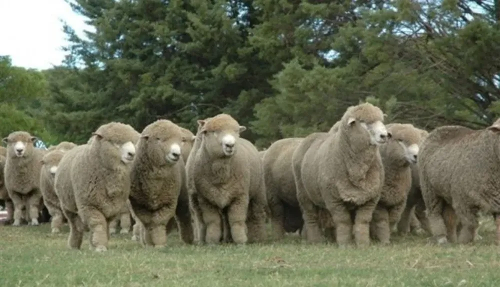 La exportación de carne ovina uruguaya supera ampliamente a la argentina