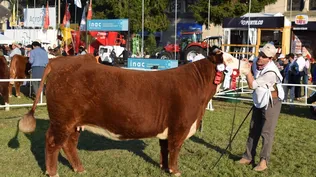 Gran Campeona Hereford de la Expo Prado 2022 con su cabañero, Juan Tavares.