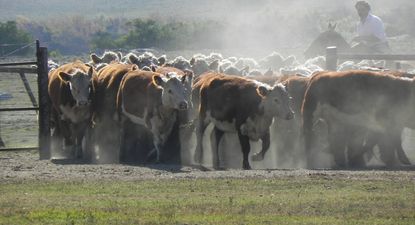 MGAP difundió detalles de una de las medidas de apoyo a los productores.