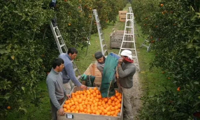Otorgarán nuevo subsidio especial a trabajadores del cítrico