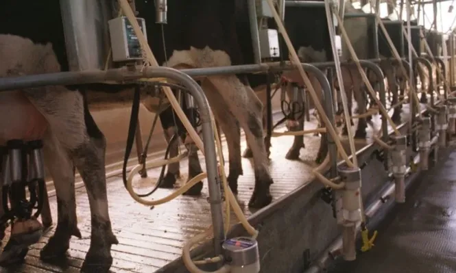 Los precios de las remisiones de leche de agosto a Conaprole tendrán una rebaja del 4%