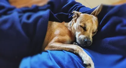 El rubro de alimento para mascotas ya factura entre US$ 160 y US$ 180 millones por año en Uruguay y tiene proyección para seguir creciendo