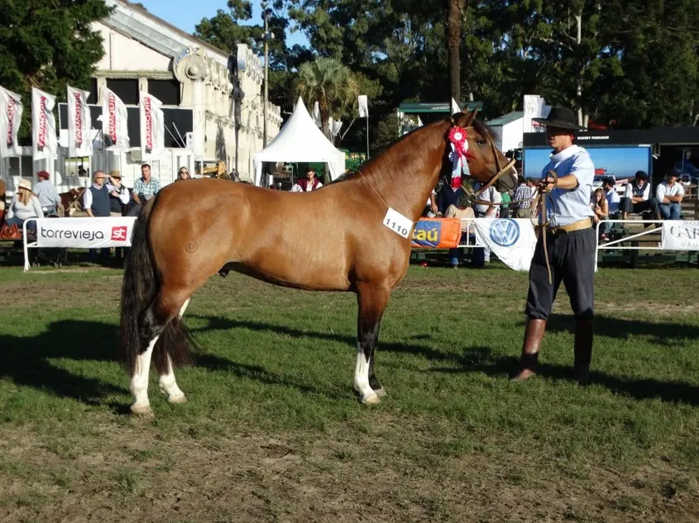 El Gran Campeón, de Santa Marcia, Mejor ejemplar sin distinción de sexo.