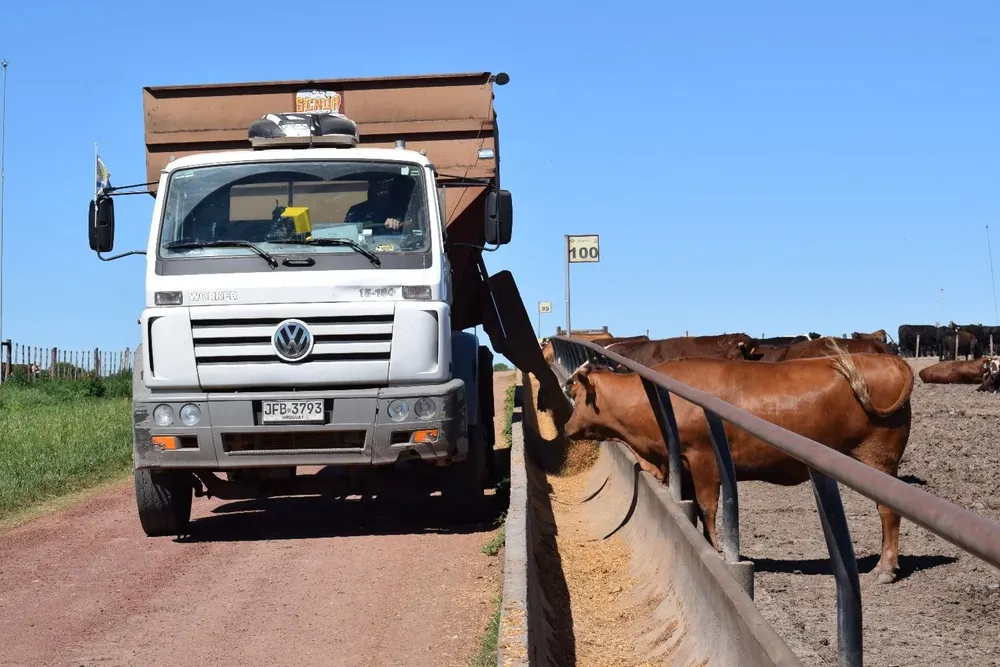 Crece el aporte desde los corrales a la faena vacuna.