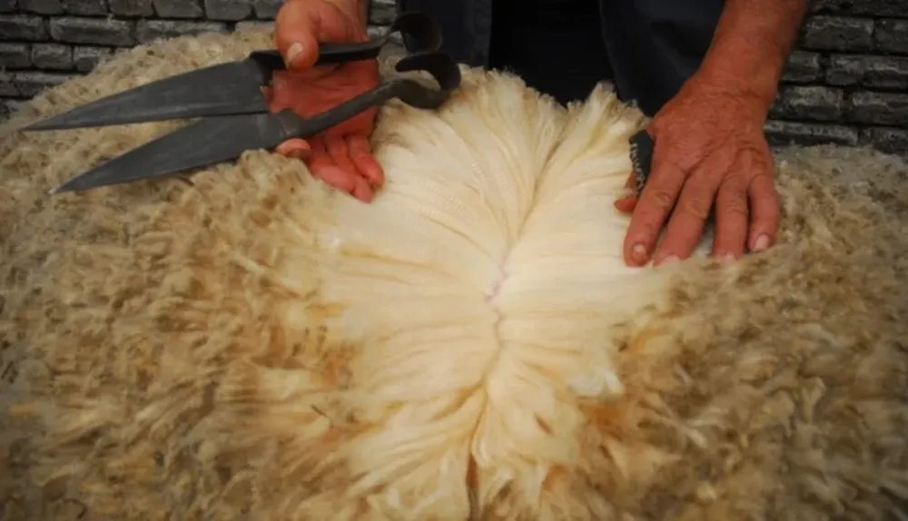 Rubro ovino: así marchan las cosas en los negocios por lanas y carne.