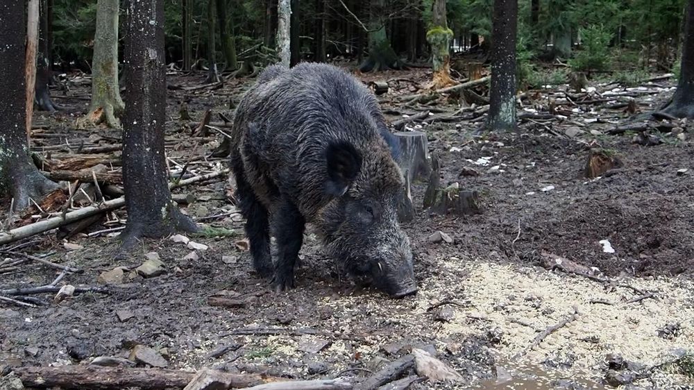 dff15181-e585-4ee1-9420-af32c38ea042_source-aspect-ratio_1600w_0