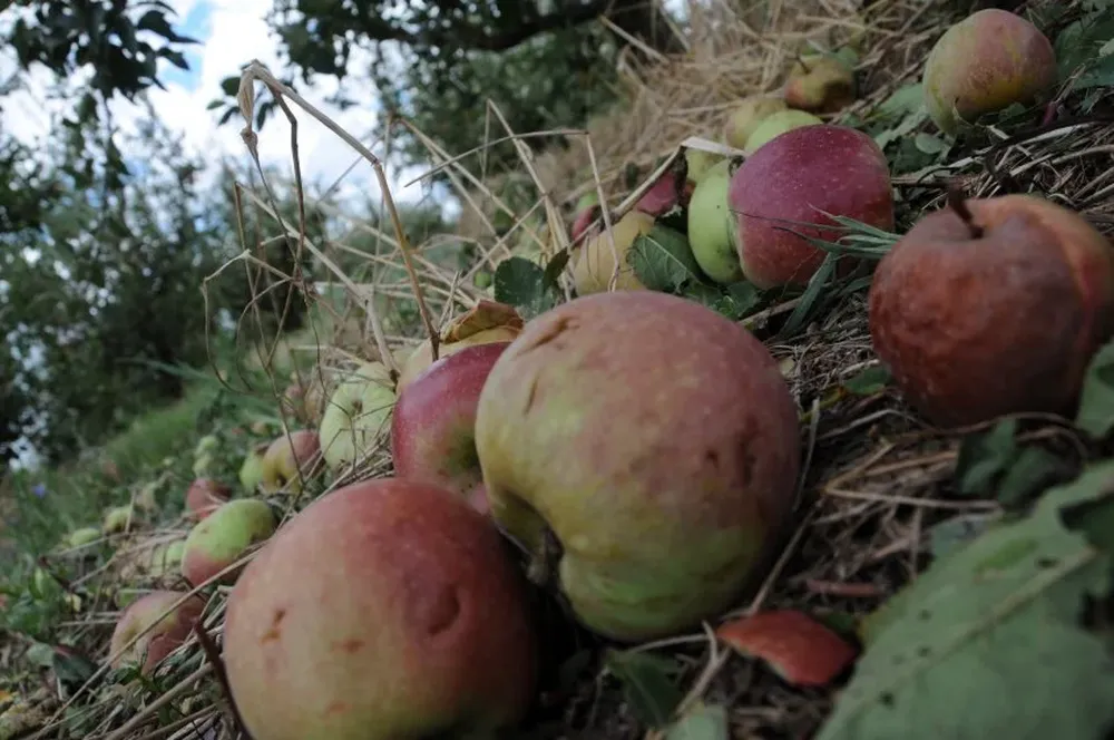 La caída de fruta se produjo sobre todo en manzanos y perales.