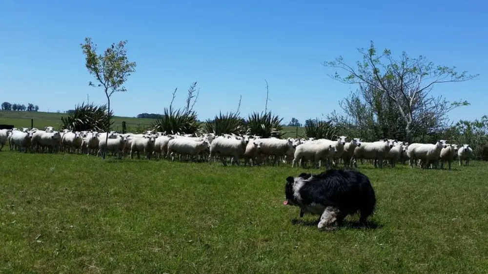 Un perro Border Collie cuida a un grupo de ovejas en el campo