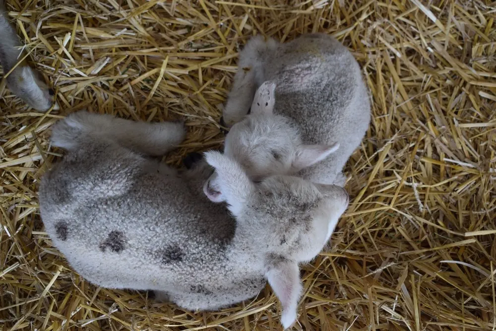 La esquila preparto ayuda a que el cordero nazca en un ambiente más propicio