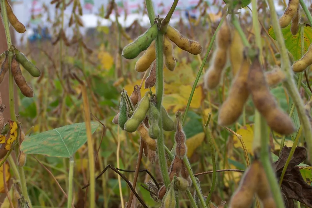 Las precipitaciones revitalizaron el cultivo de soja