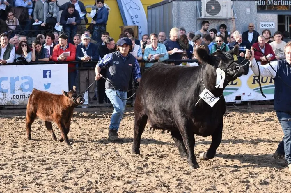 La vaca de Milkland que ganó el campeonato y llegó a la final en la exigente pista de Palermo.