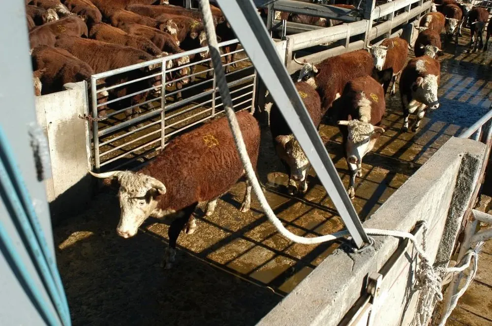 El precio del novillo gordo se ubica US$ 0,13 por kilo por debajo de la RHE y la vaca US$ 0,15 por kilo