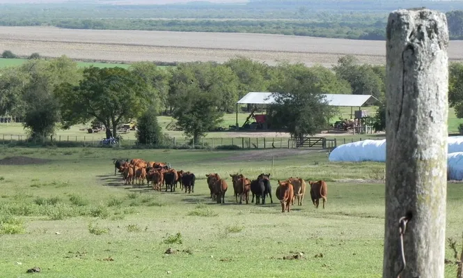 Producción ganadera en campos de Uruguay.