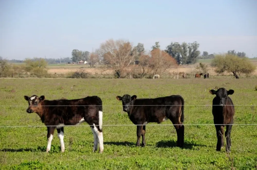 Productores lecheros procuran mejores condiciones para cumplir compromisos financieros