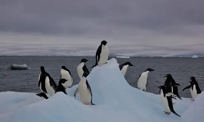 Según los oceanógrafos y biólogos marinos, si la Amazonia es considerada el pulmón del planeta, la Antártida es su corazón