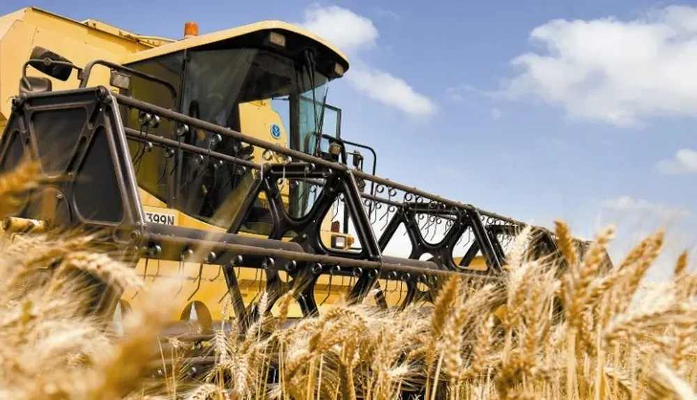 En las próximas semanas se define el área del cereal en Uruguay