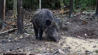 Peste porcina africana: detectan ocho nuevos jabalíes muertos y Cataluña pide ayuda a la UME