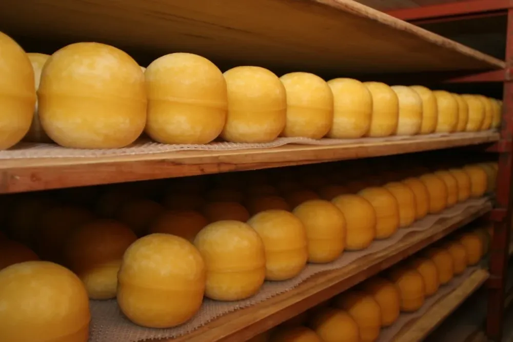 Se mantienen firmes las exportaciones de productos lácteos