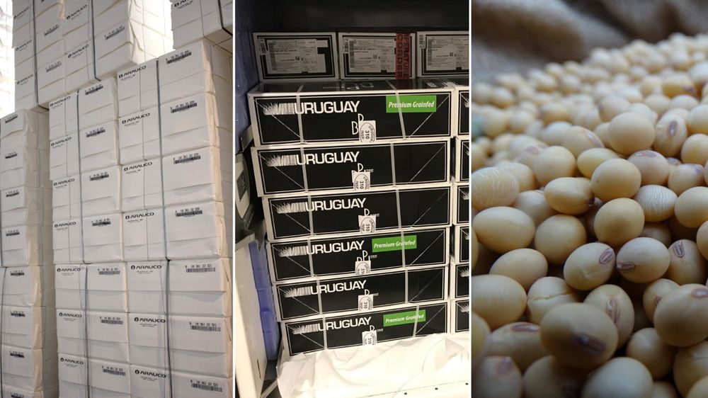 Celulosa, carne vacuna y soja, el podio en lo que va de 2024.