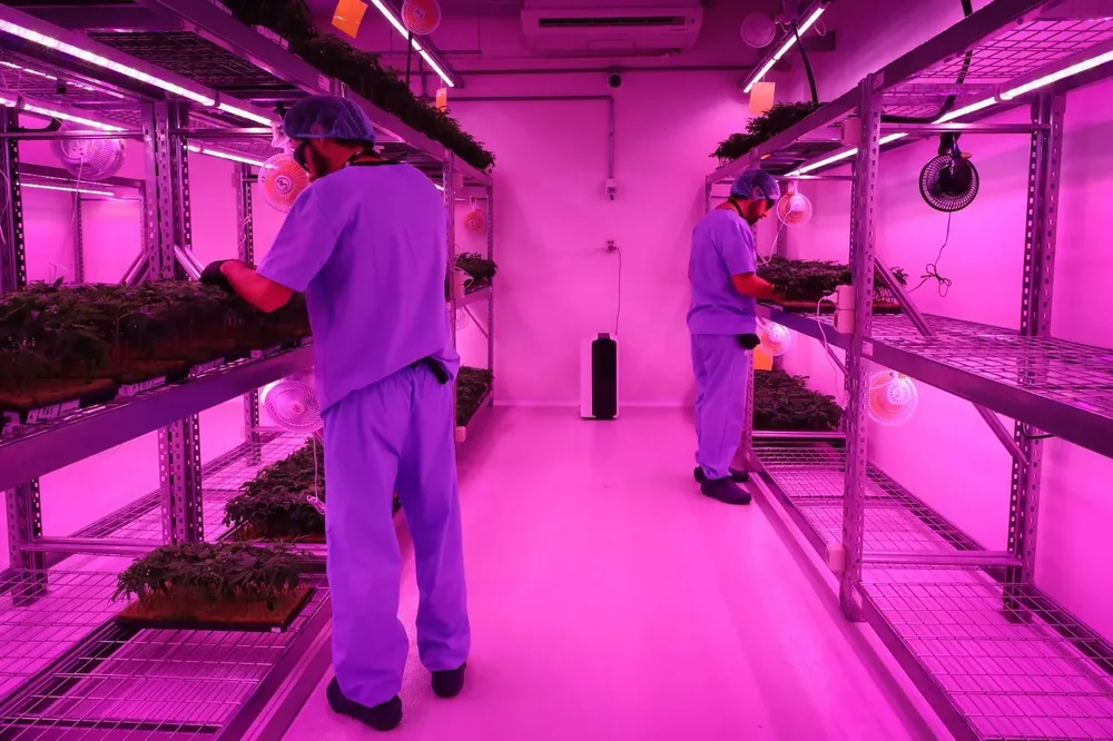 Farmacias habilitadas podrán comprar los derivados del cannabis.