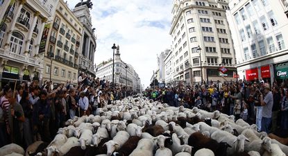 Más de 1.100 ovejas recorren el centro de Madrid en la Fiesta de la Trashumancia 2025 Más de 1.100 ovejas recorren el centro de Madrid en la Fiesta de la Trashumancia 2025