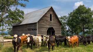 Estados Unidos, mercado clave para las exportaciones uruguayas de productos cárnicos, con un stock vacuno en caída.