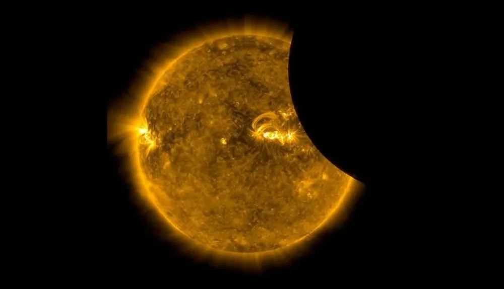 Mediante una luz ultravioleta se logró retratar los detalles de una flor de anémona