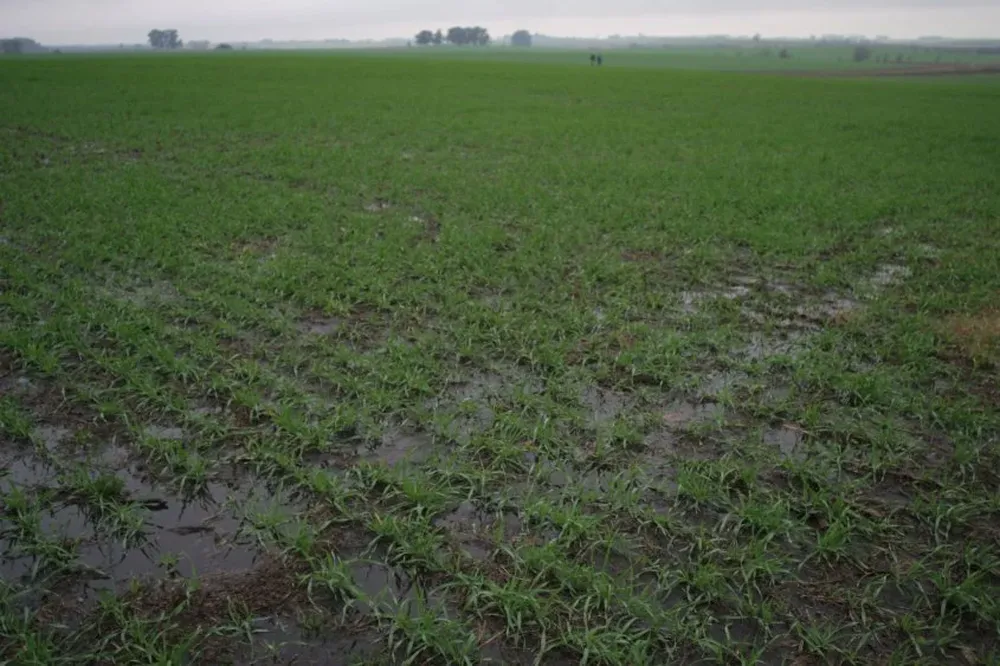 Hubo productores que tuvieron que realizar la siembra en tres oportunidades.
