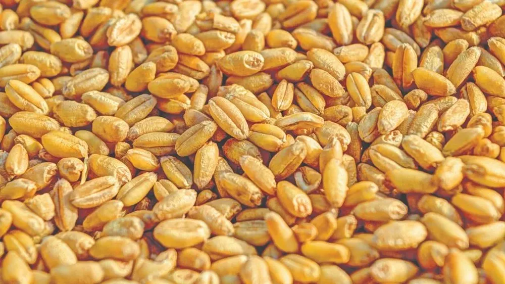 El grano de trigo logra muy buenos precios.