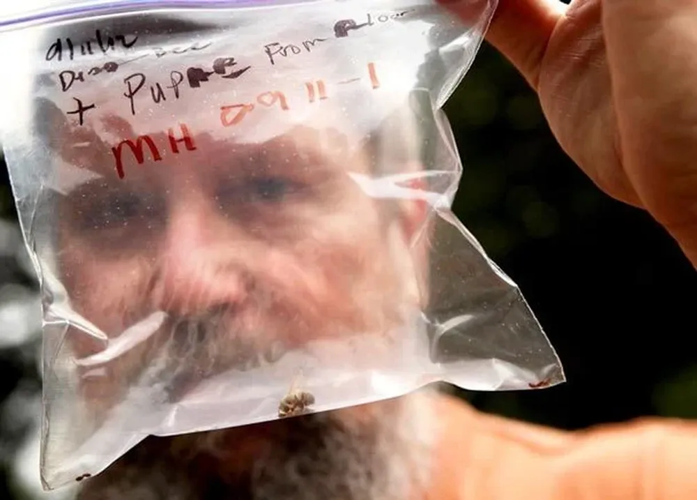 Mark Hohn, un apicultor novato del poblado de Kent, sostiene una bolsa plástica con una abeja zombie muerta
