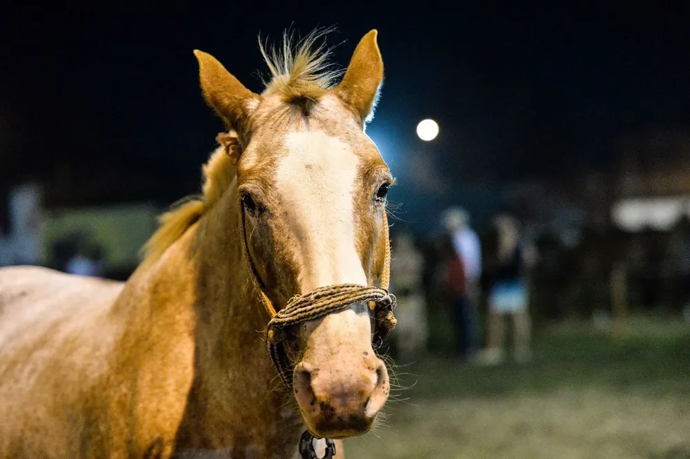 Exportaciones de caballos