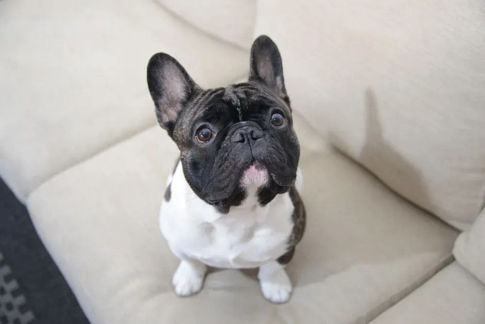 ¿Impuesto por tener perros?