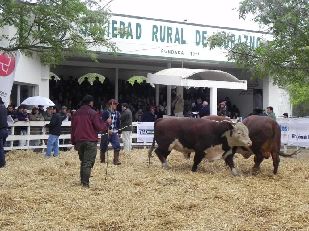 El toro que aparece adelante es el que se remató en US$ 11.000.