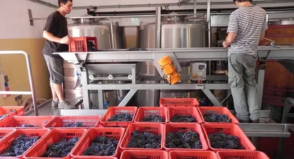 El Observador | El tiempo mejoró y la calidad de la uva también