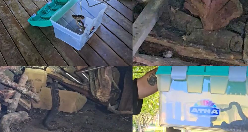 Alternatus rescató tres serpientes&nbsp;