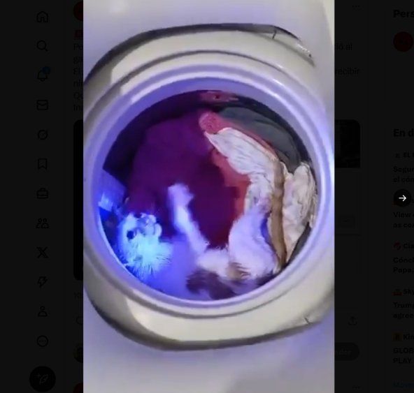 INBA sancionó a un hombre por maltrato contra un gato