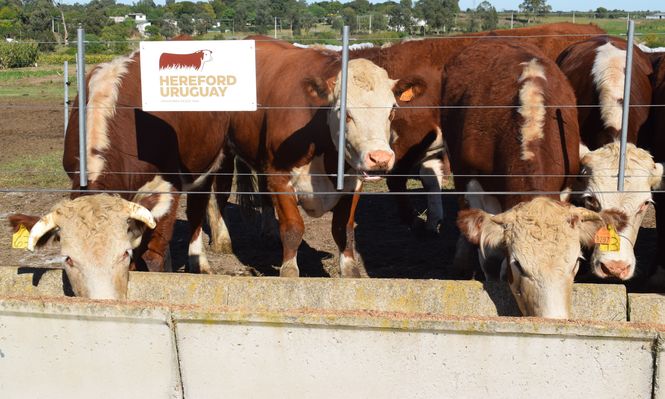 Hereford: una de las principales razas vacunas en Uruguay, presente en el predio de la ARU en la Expo Rural de Melilla.